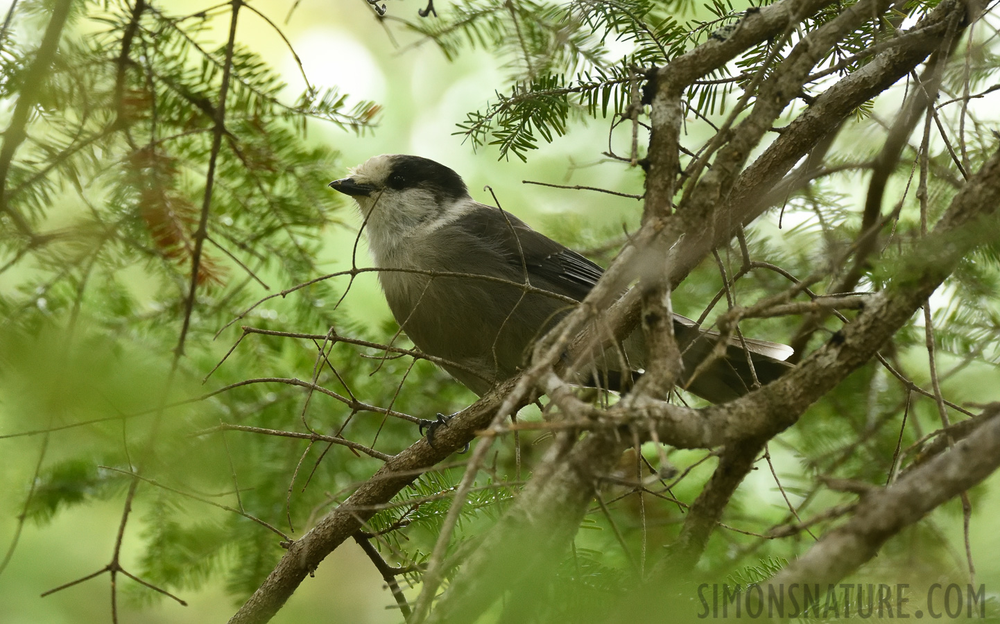 Perisoreus canadensis sanfordi [400 mm, 1/500 sec at f / 7.1, ISO 3200]